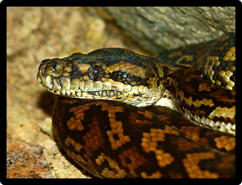 Python found in a natural environment of Queensland Australia.