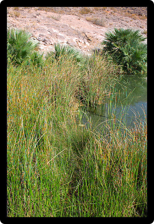 Clear waters of Rogers Spring in the hot desert of Nevada.
