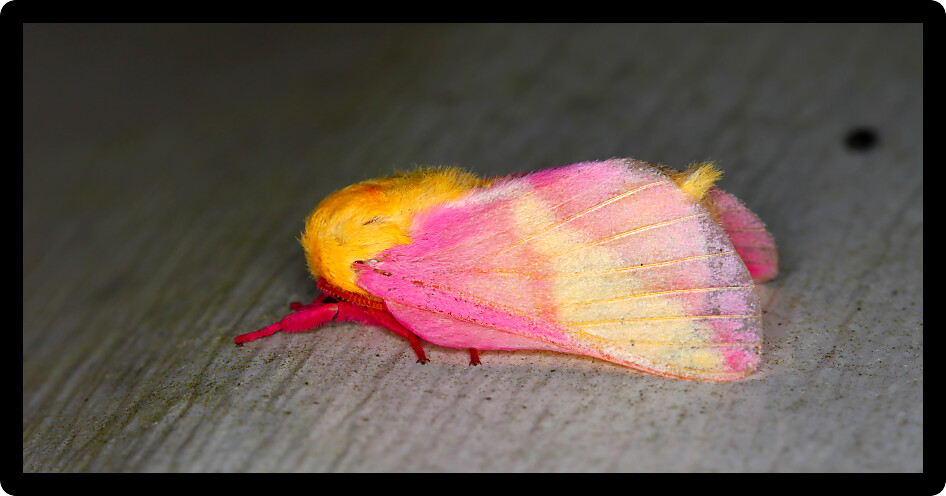 Rosy Maple Moth (Dryocampa rubicunda) sits on a wall in central Florida.