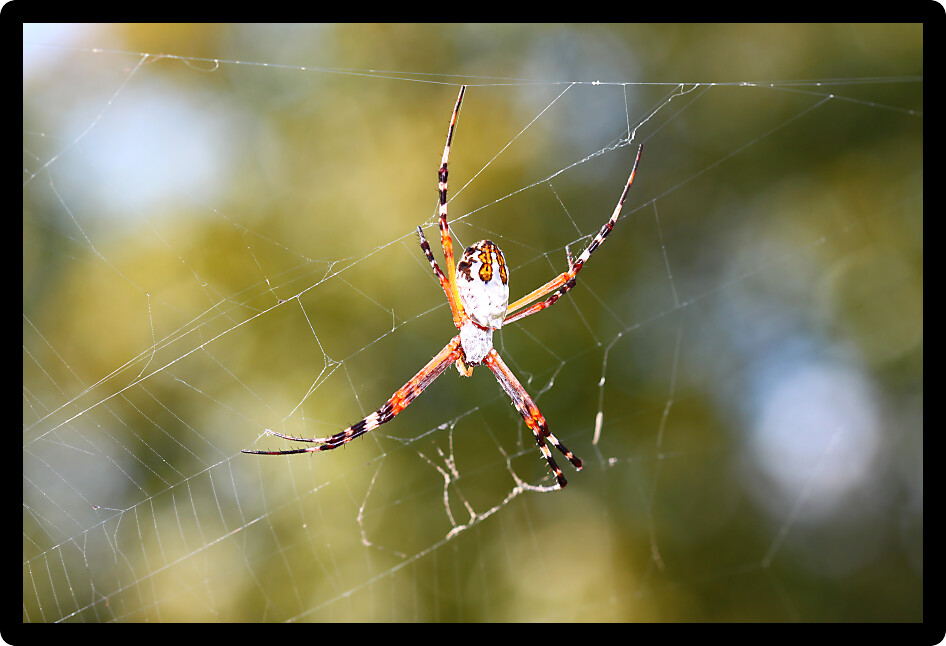 Silver-backed argiope (Argiope florida) hangs on a web in central Florida.