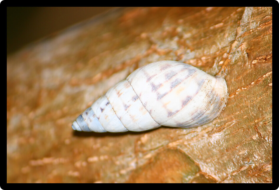 Small Snail clings to a tree at Guanica Forest Reserve in Puerto Rico.