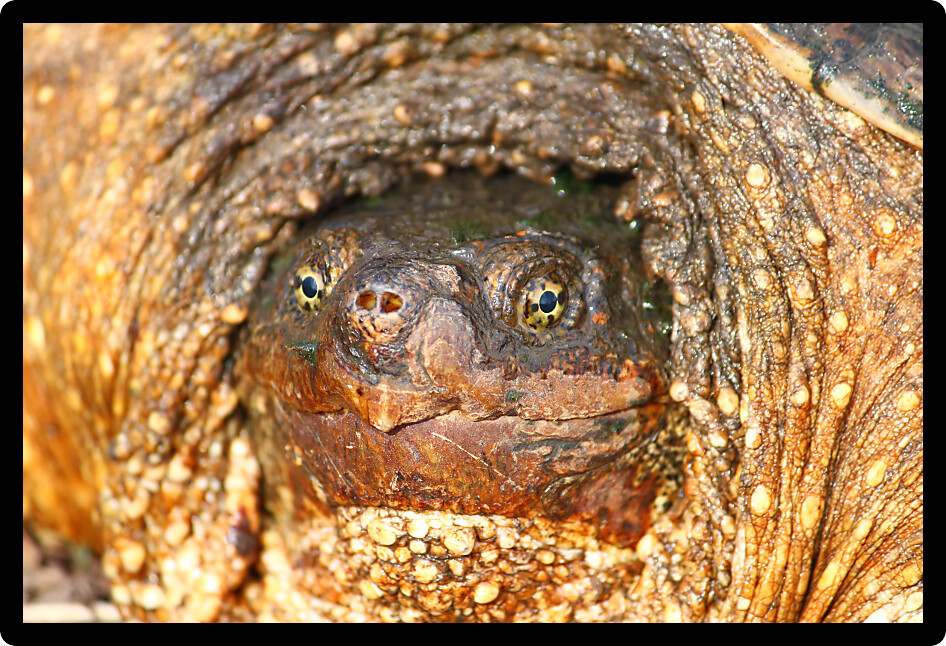 Closeup of a Snapping Turtle (Chelydra serpentina) on a warm spring day in Illinois.