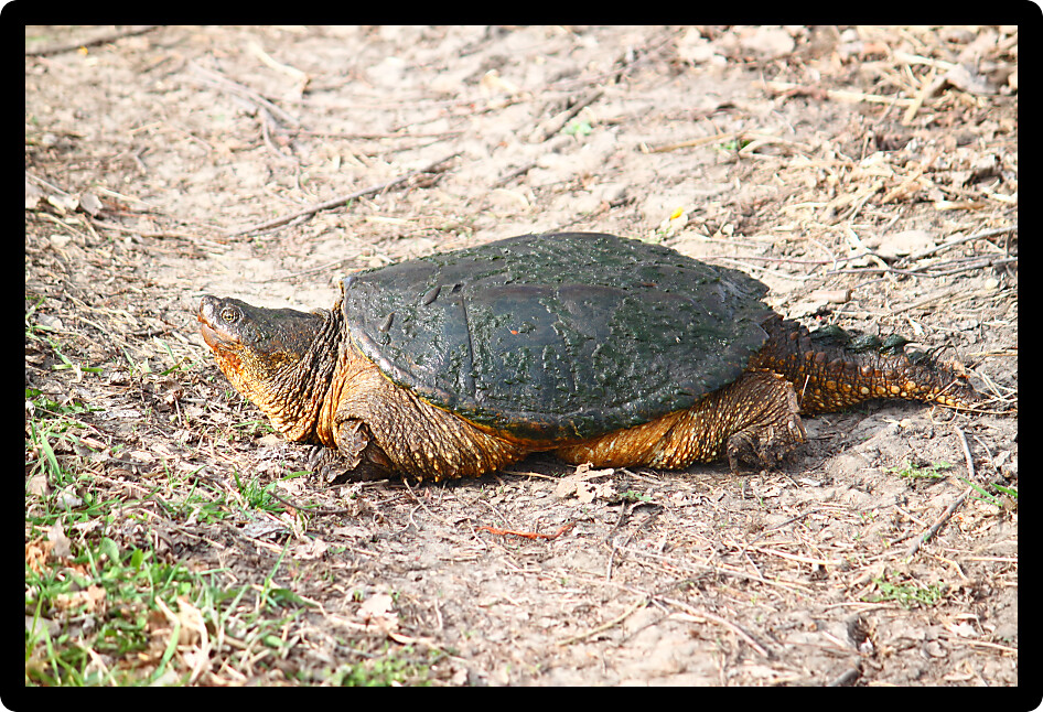 Snapping Turtle (Chelydra serpentina) on a warm spring day in Illinois.