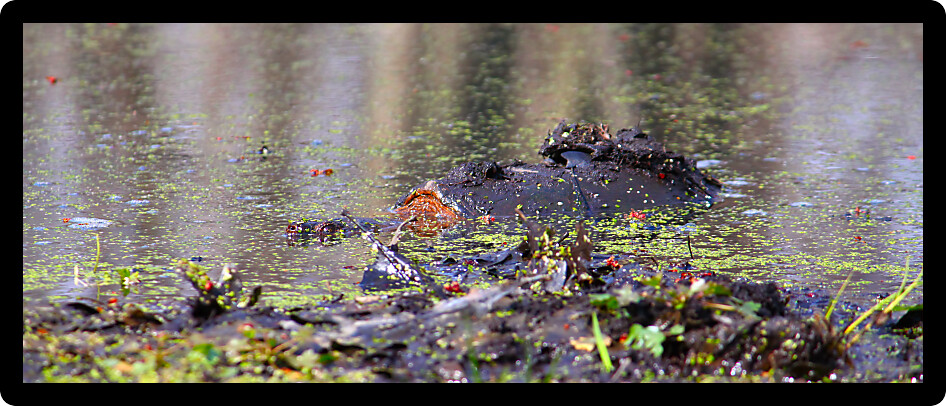 Snapping Turtle (Chelydra serpentina) sits in a wetland of Illinois.