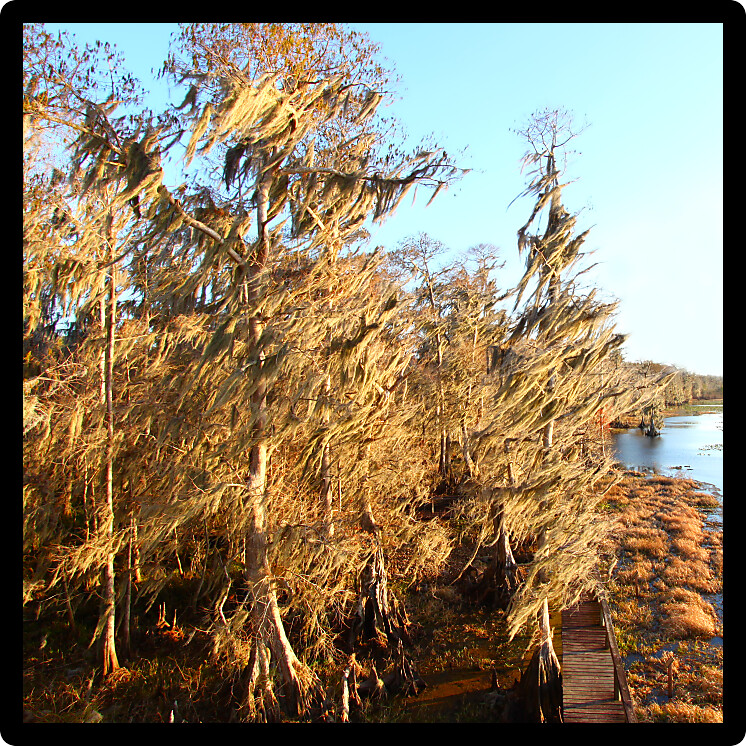 Spanish Moss sways in the wind in a swamp of central Florida.