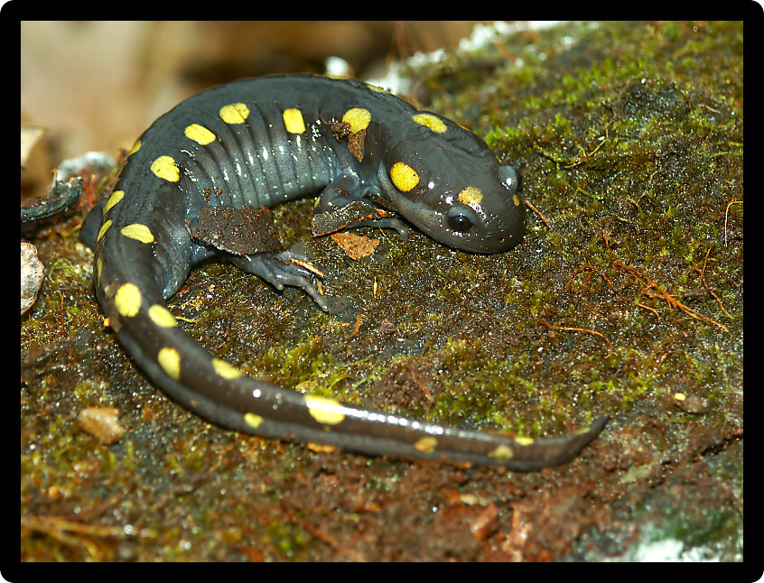 Spotted Salamander (Ambystoma maculatum) in a Midwestern forest wetland.