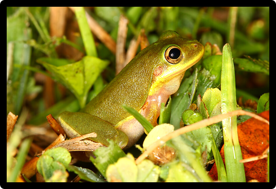 Squirrel Treefrog (Hyla squirella) out on a rainy day in Florida.