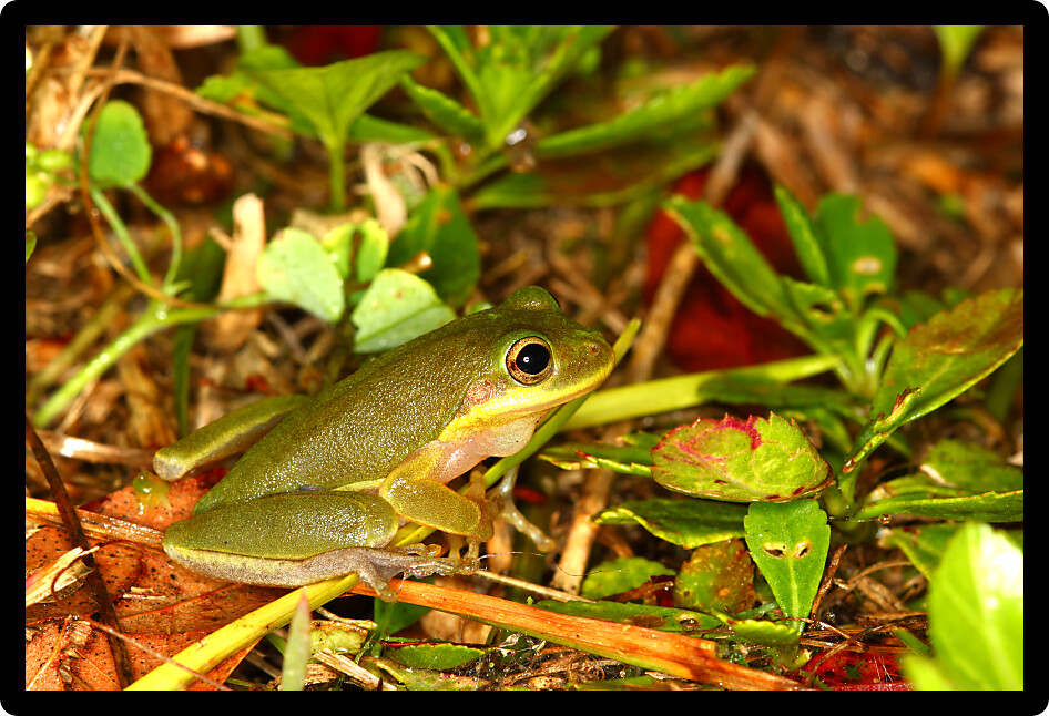 Squirrel Treefrog (Hyla squirella) out on a rainy day in Florida.