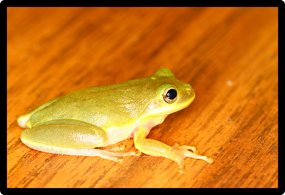Squirrel Treefrog (Hyla squirella) in central Florida.