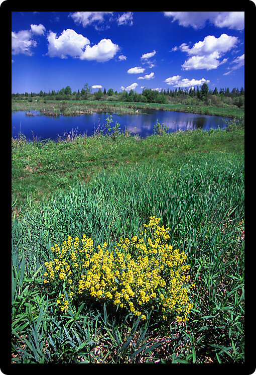 Wetland at Sturgeon River Wildlife Area of Michigan.
