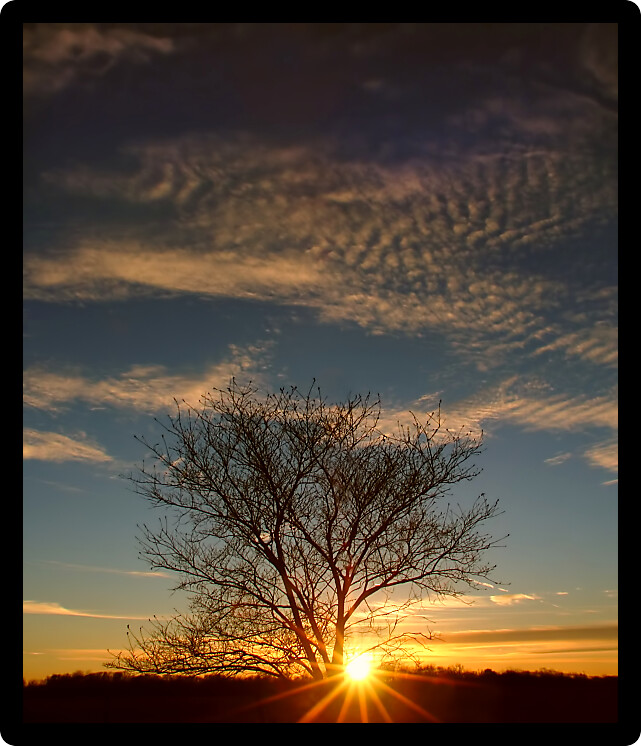Beautiful Sunset against a tree in Illinois. 