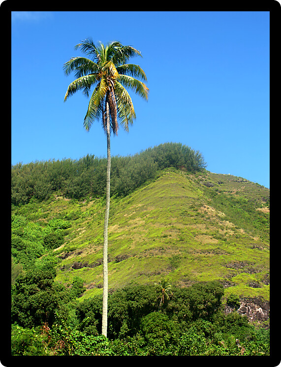 Palm tree on a crystal clear day in Tahiti.