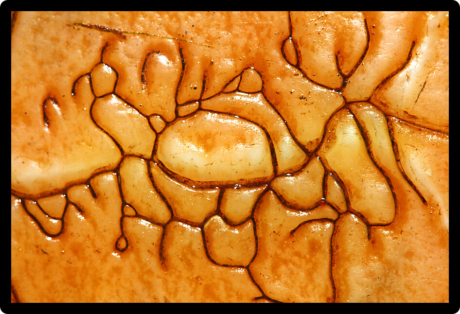 Closeup of the plastron of a Painted turtle (Chrysemys picta).