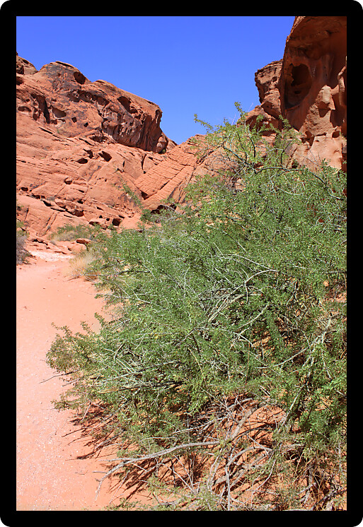 Sparse vegetation among red rocks at Valley of Fire State Park in Nevada.