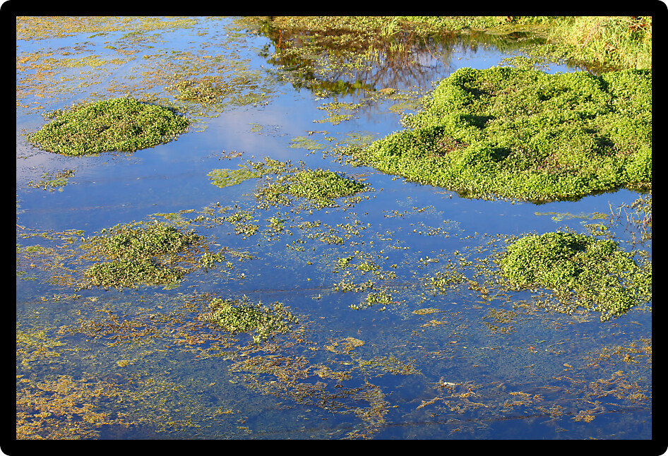 Beautiful blue skies reflect off a wetland of northern Illinois.