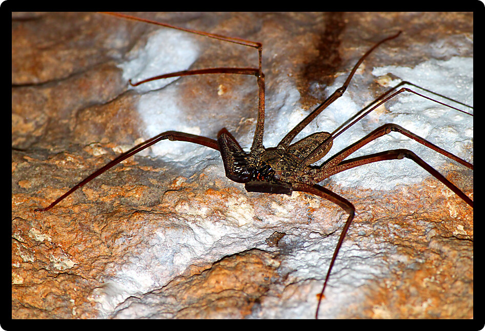Large Whip Scorpion at the Guajataca Forest Reserve in Puerto Rico.