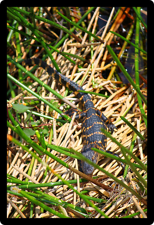 Juvenile American alligator in the Everglades National Park Florida.