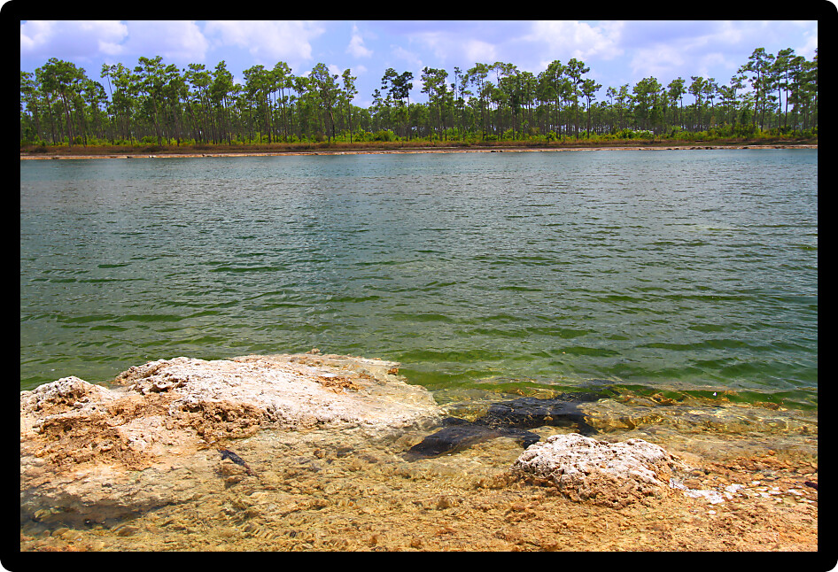 American alligator rests in a clear pond at the Everglades National Park of Florida.