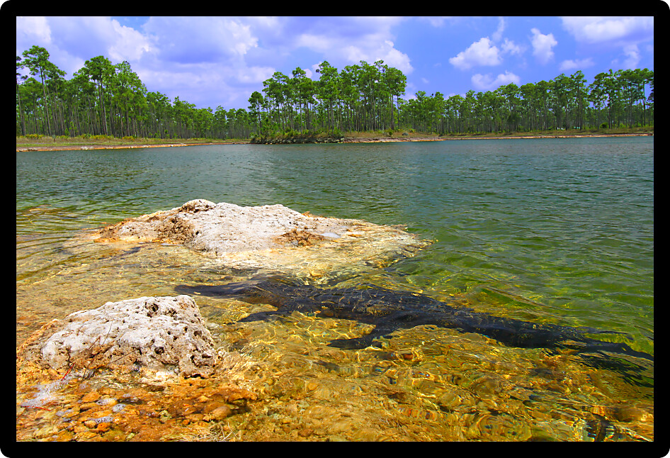 American alligator rests in a clear pond at the Everglades National Park Florida.