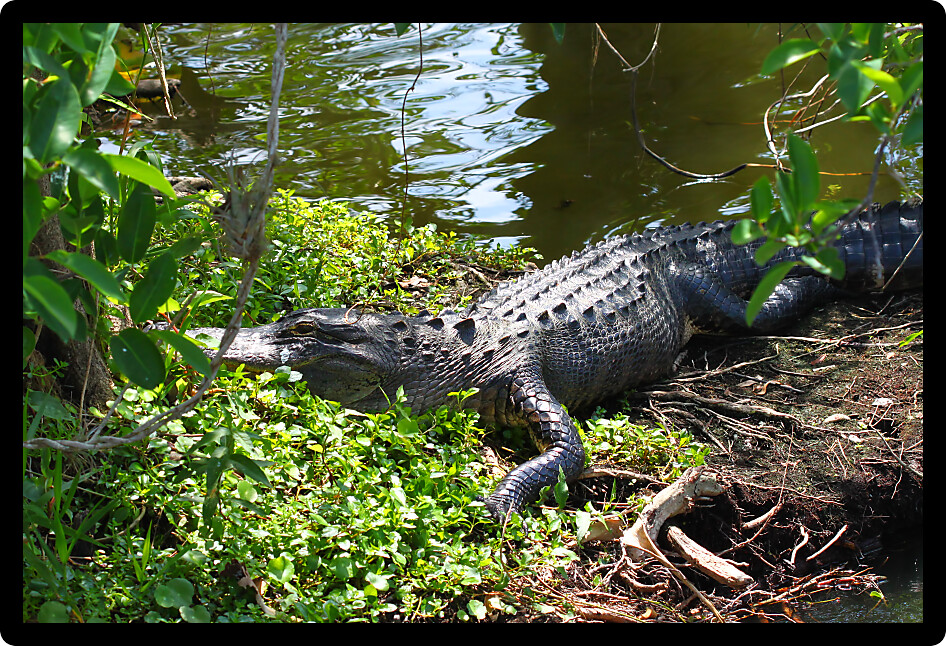 American alligator resting on a small island at the Everglades National Park Florida.