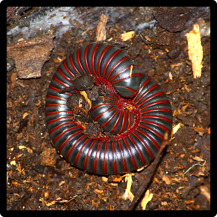 American Giant Millipede (Narceus americanus) in a northern Illinois natural area.