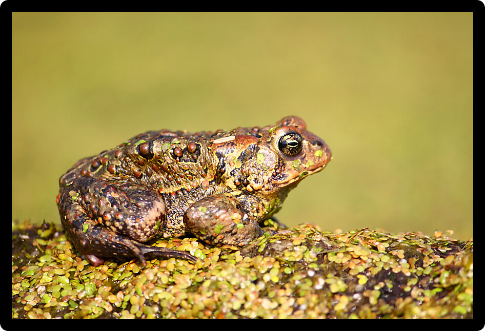 American Toad (Bufo americanus) rests on a log in northern Illinois.