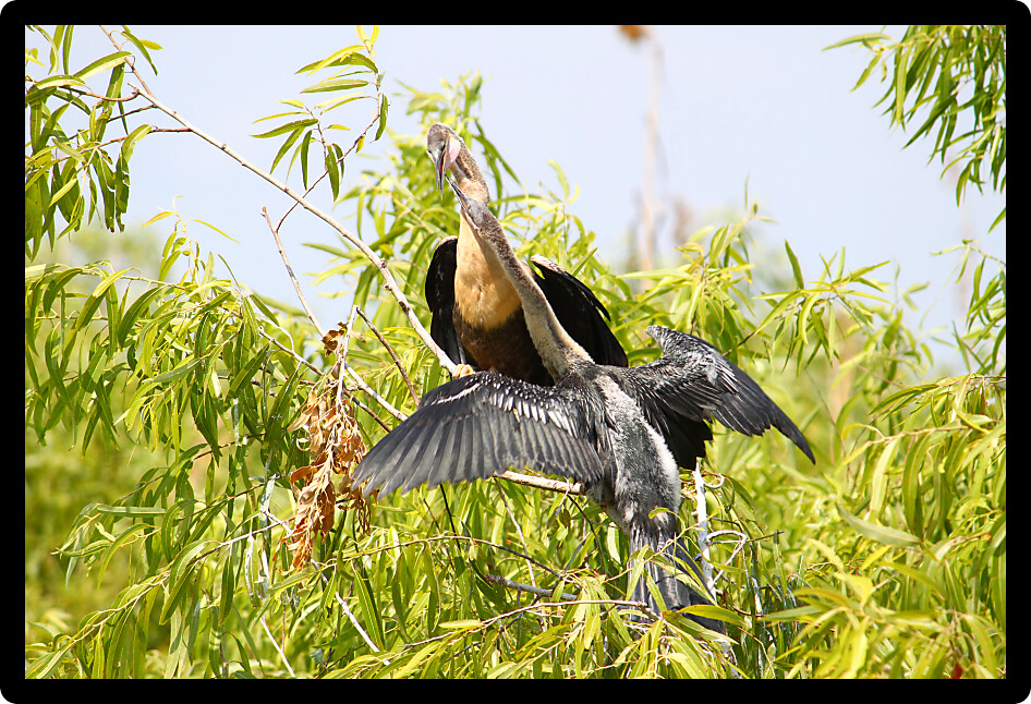Two Anhingas seen at the Everglades National Park of Florida.