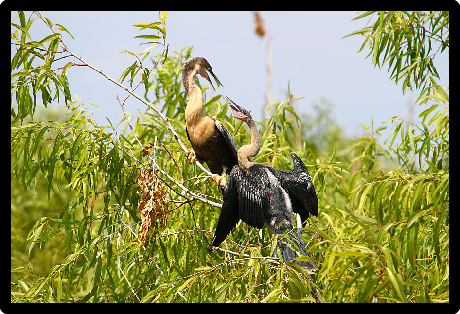Two Anhingas seen at the Everglades National Park of Florida.