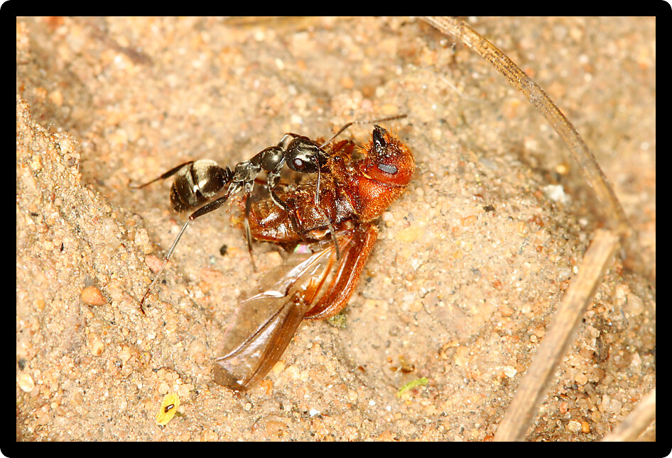 An ant drags a beetle back to the colony.