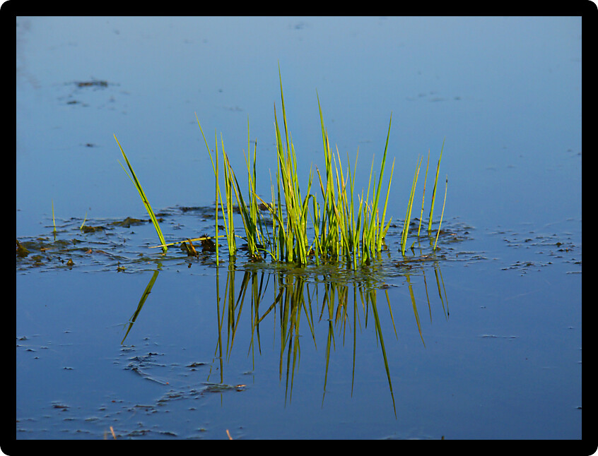 Aquatic vegetation emerges from an Illinois wetland in the spring.