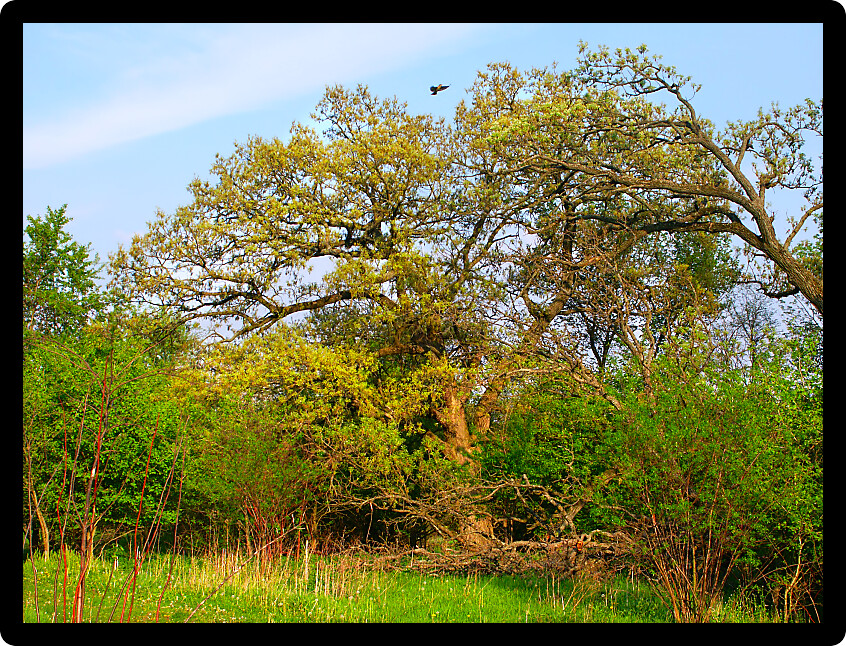Oak Tree illuminated in evening light of northern Illinois.