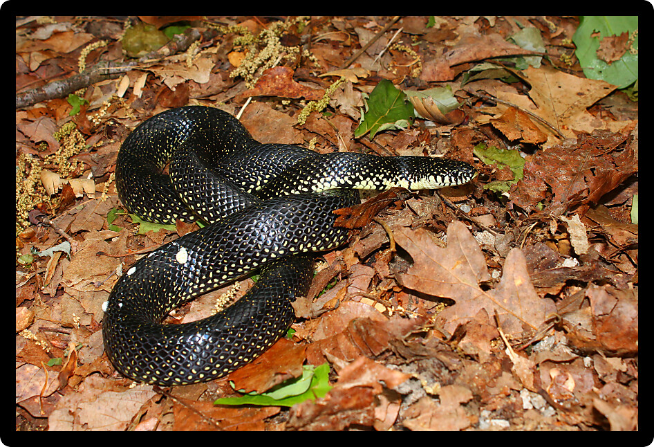 Black Kingsnake (Lampropeltis getula) in the southern United States.