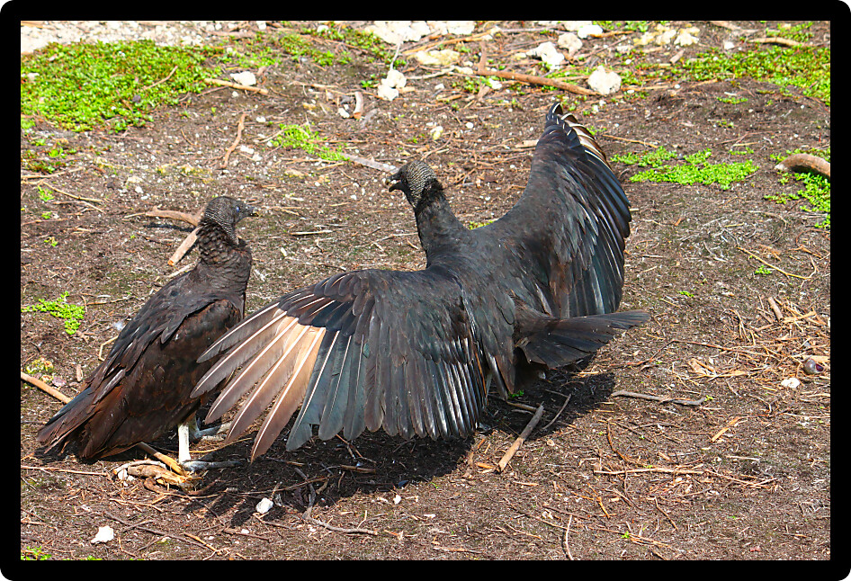 Black Vultures (Coragyps atratus) with wings spread wide in the Everglades National Park of Florida.