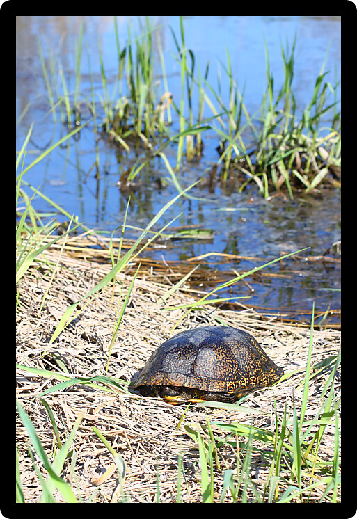Blandings Turtle (Emydoidea blandingii) basking on a sunny spring day in the midwestern United States.