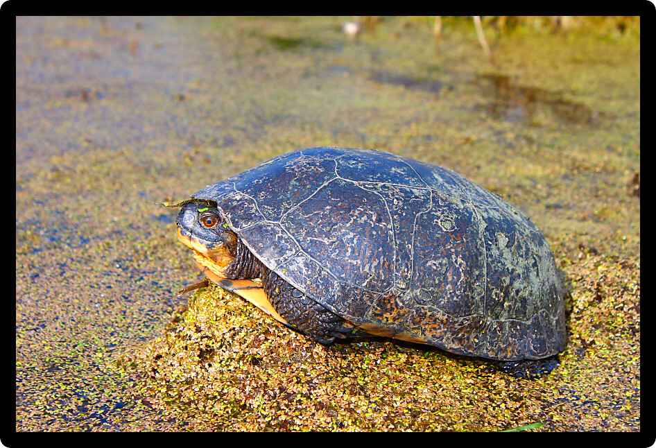 Blandings Turtle (Emydoidea blandingii) basking on vegetation in a marsh of Illinois.