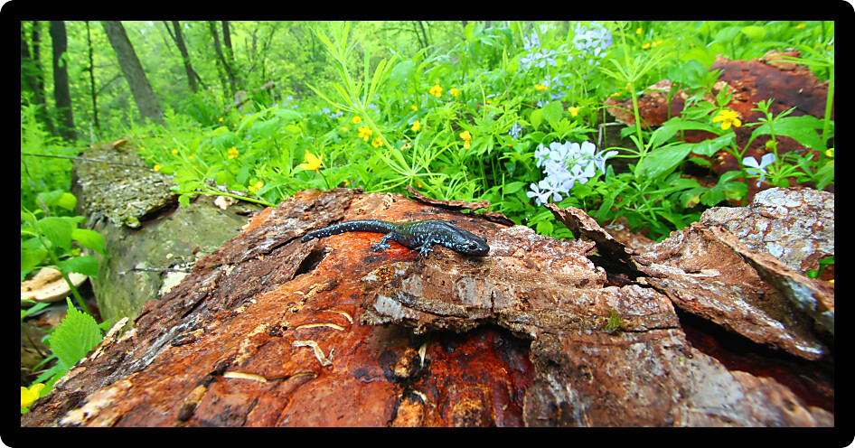 Blue-spotted Salamander (Ambystoma laterale) sits in a spring woodland in Illinois.