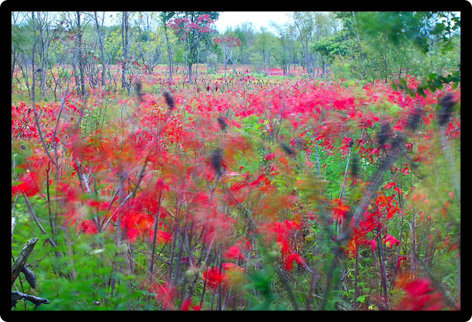 Fall foliage sways in the wind at Kishwaukee Gorge Forest Preserve Illinois.