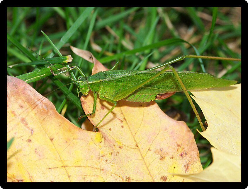 Broad-winged Katydid (Microcentrum rhombifolium) sits on a leaf in Will County Illinois.