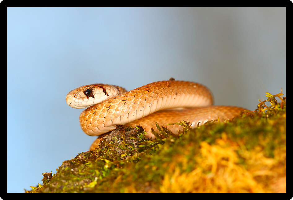Brown Snake (Storeria dekayi) sitting on a log in the spring.