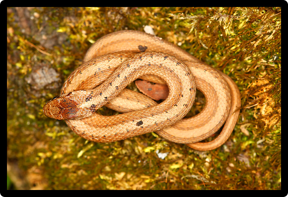 Brown Snake (Storeria dekayi) basking on moss in northern Illinois.