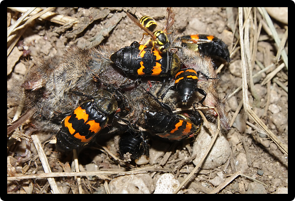 Burying Beetles (Nicrophorus orbicollis) on a dead mouse in northern Illinois.