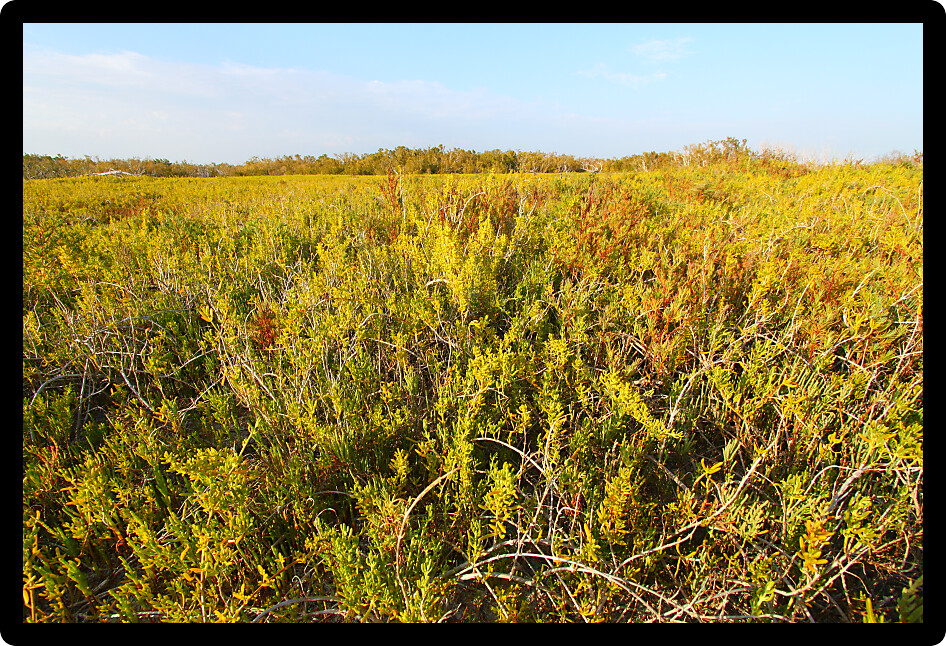 View of the Everglades National Park from the Coastal Prairie Trail.