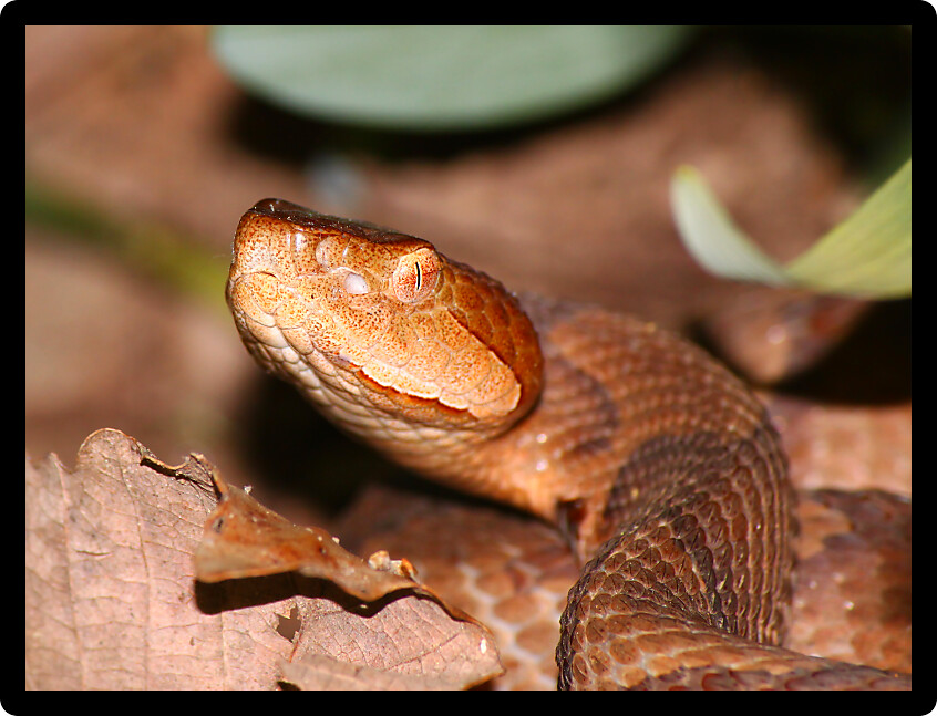 Venomous Copperhead (Agkistrodon contortrix) snake inhabiting a forest of Alabama.