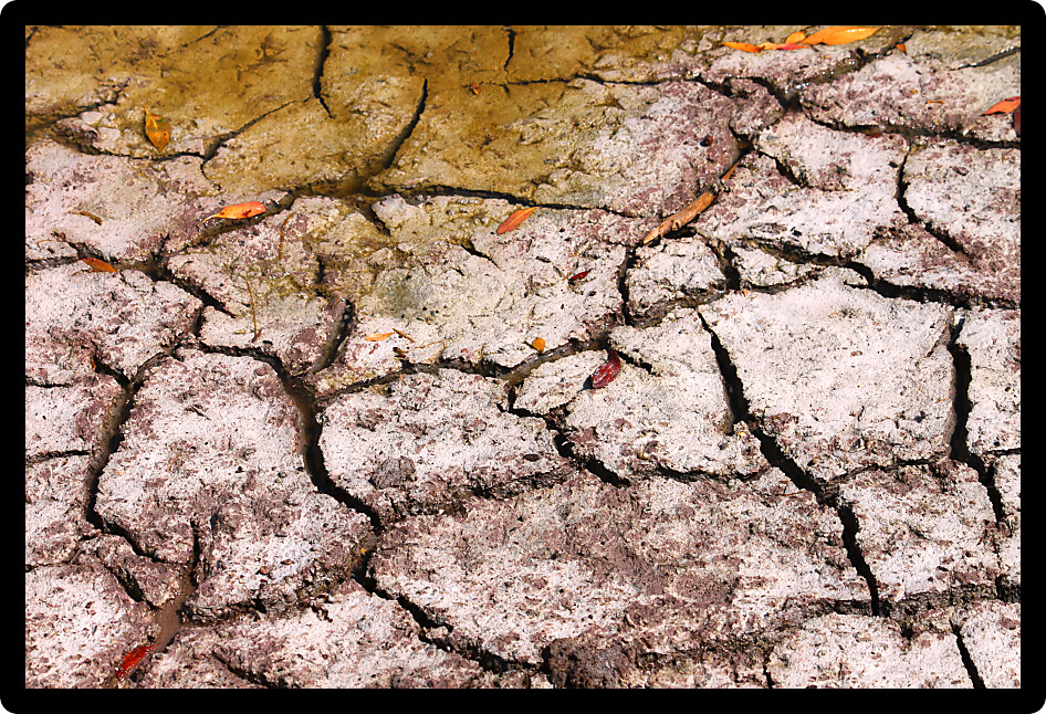 Cracked earth patterns in the ground of the Florida Everglades.
