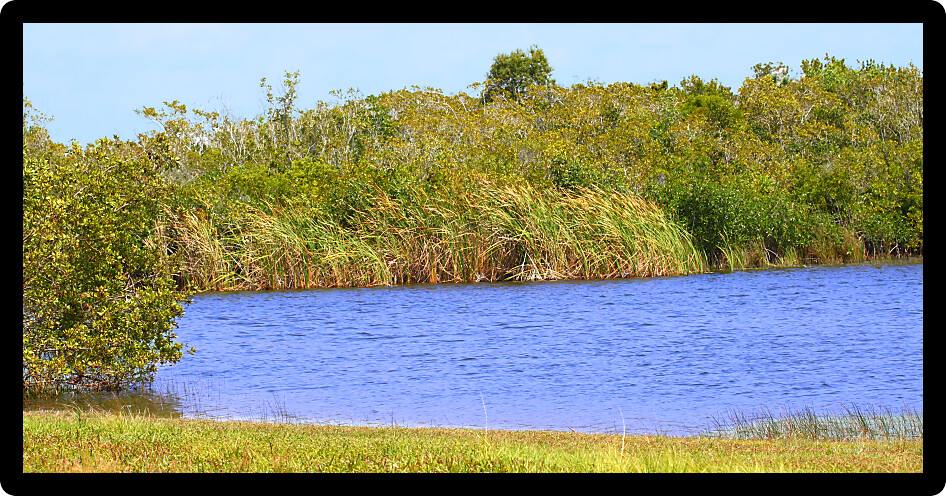 Beautiful scenery at Everglades National Park of Florida USA.