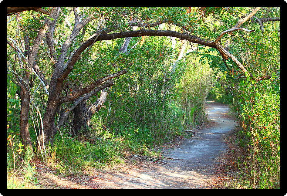 Trail winds through dense vegetation at Everglades National Park of Florida.
