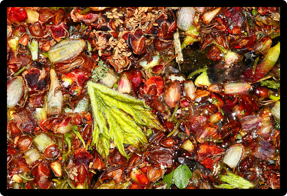 Background of various plants and seeds floating in a river.