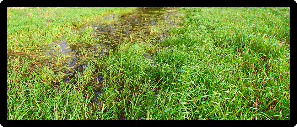 Panoramic view of wetland vegetation in northern Illinois.