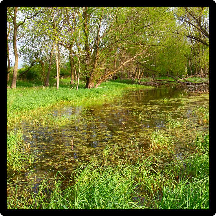 Bright colors of a flooded wetland area of northern Illinois after spring rains.