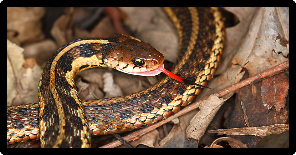 Garter Snake (Thamnophis sirtalis) with extended tongue in northern Illinois.
